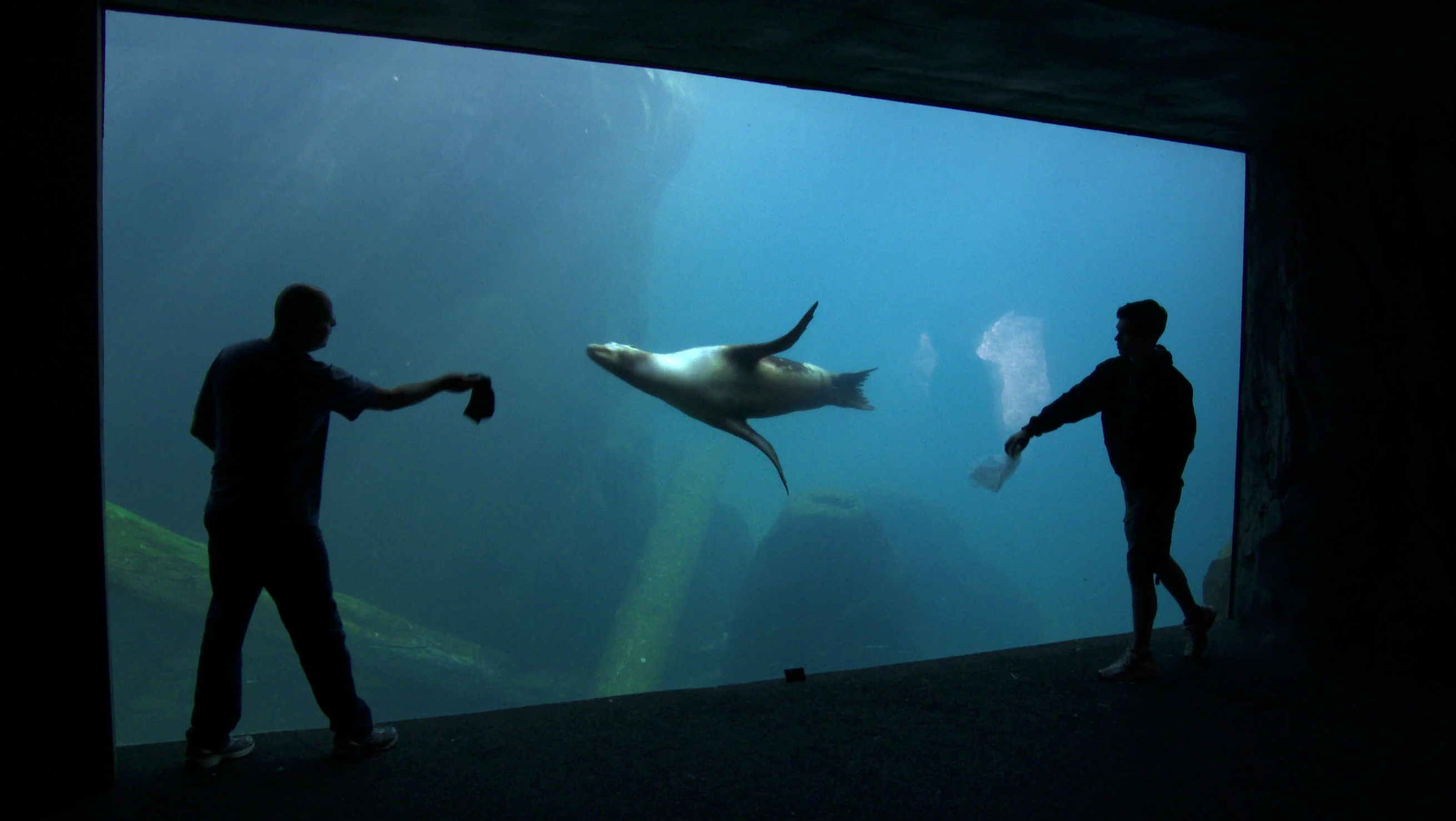 two people interacting with a sea lion through the glass